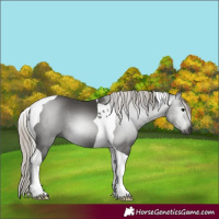 Horse Color:Gray Silver Black Tobiano