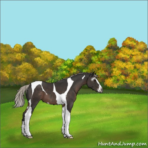 Horse Color:Gray Silver Black Sabino Tobiano Appaloosa 
