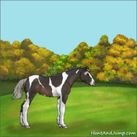 Horse Color:Gray Silver Black Sabino Tobiano Appaloosa 