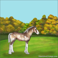 Horse Color:White Spotted Silver Brown Onyx Sabino Splash Rabicano 