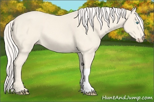 Horse Color:Cremello 