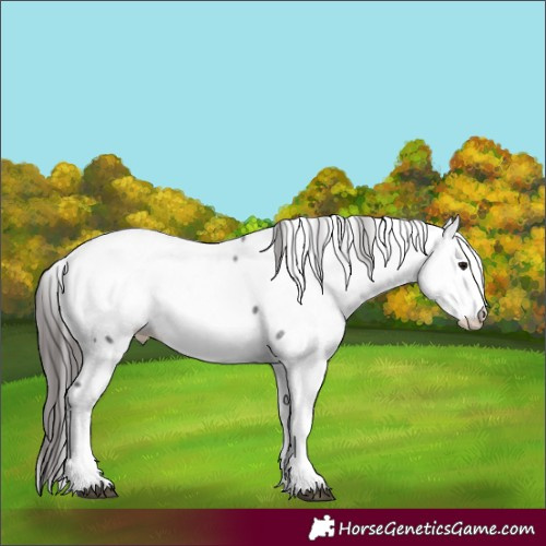 Horse Color:Smoky Blue Roan Fewspot
