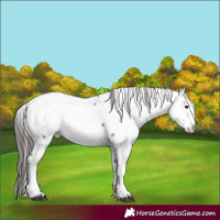 Horse Color:Smoky Blue Roan Fewspot 