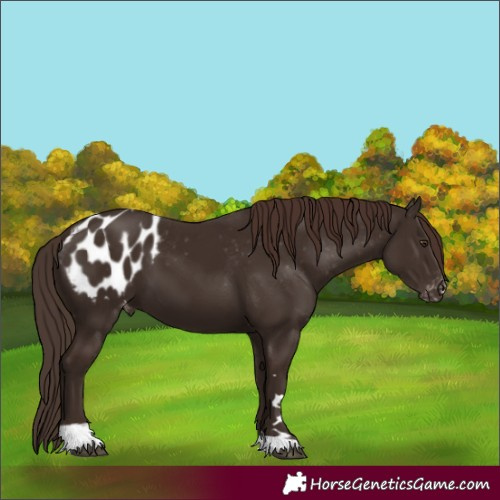 Horse Color:Liver Chestnut Tobiano Appaloosa