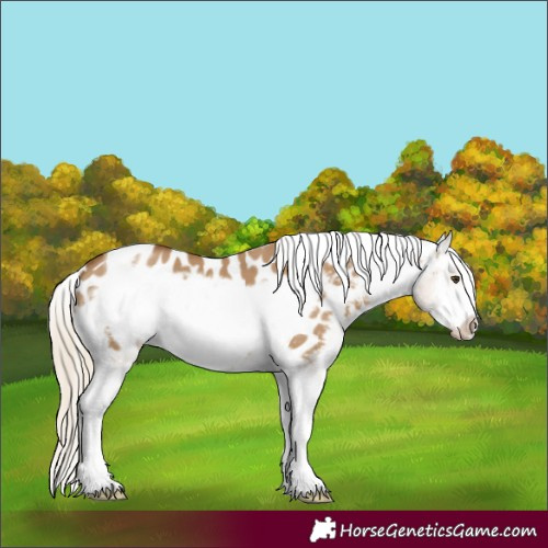 Horse Color:Chocolate Palomino Dun Tobiano Frame Appaloosa 