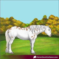 Horse Color:Chocolate Palomino Dun Tobiano Frame Appaloosa 