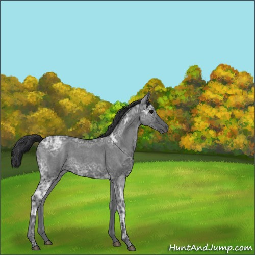 Horse Color:Blue Ice Roan 