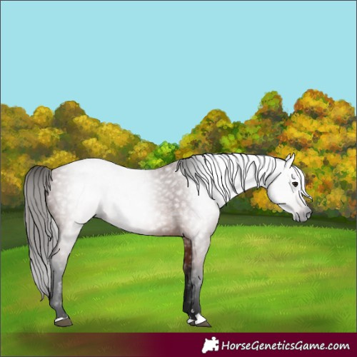Horse Color:Unknown 