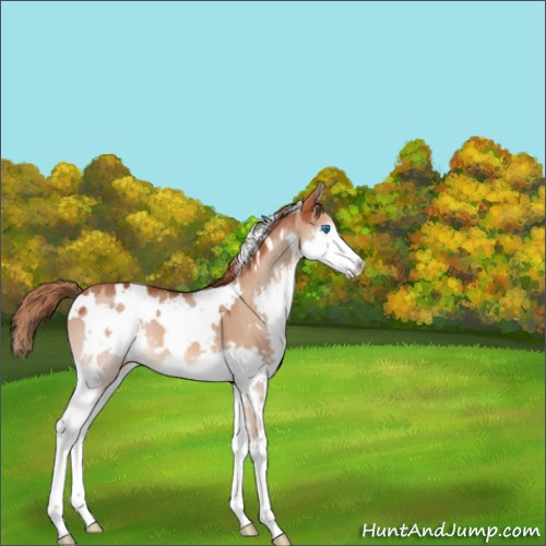 Horse Color:White Spotted Red Dun Sabino Splash 