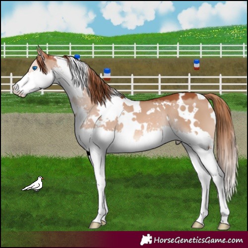 Horse Color:White Spotted Red Dun Splash 
