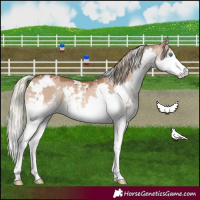 Horse Color:White Spotted Red Dun Mushroom Sabino Splash