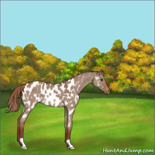 Horse Color:Red Dun Appaloosa 