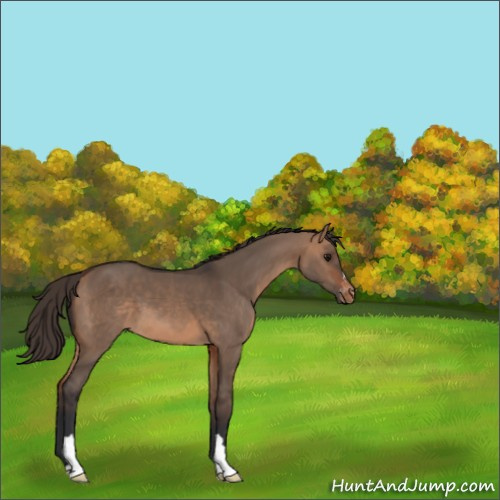 Horse Color:Bay Dun Appaloosa 