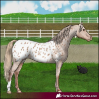 Horse Color:Red Dun Appaloosa 