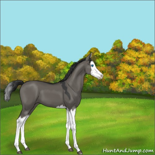 Horse Color:Grullo Splash 