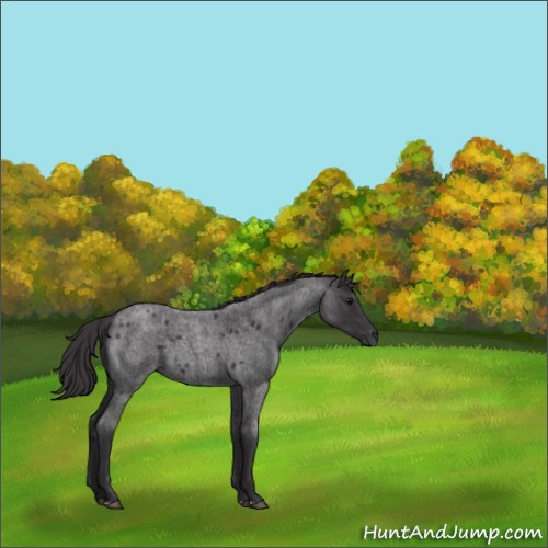Horse Color:Smoky Blue Roan