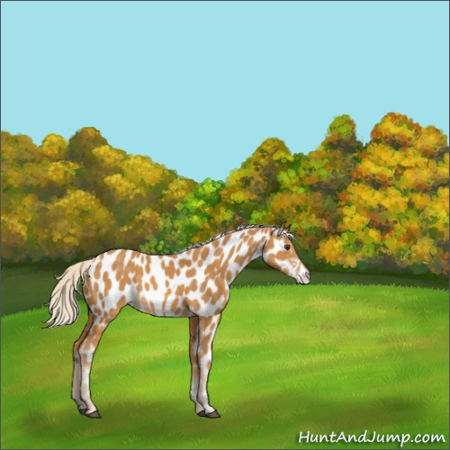 Horse Color:Palomino Appaloosa 