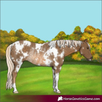 Horse Color:White Spotted Chocolate Palomino Rabicano 