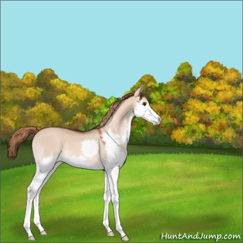 Horse Color:Red Dun Splash 