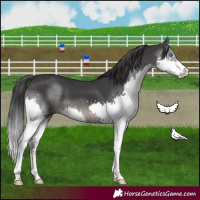 Horse Color:Black Splash