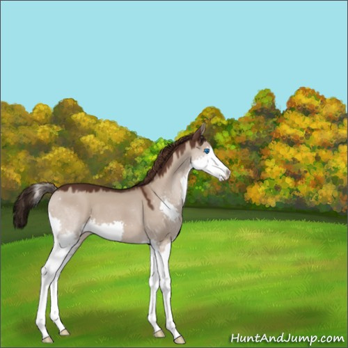 Horse Color:Liver Red Dun Splash 