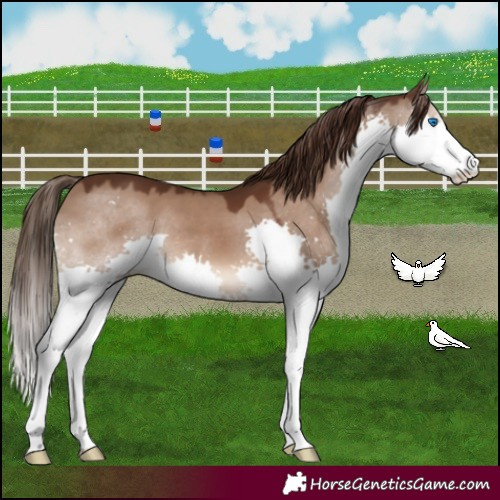 Horse Color:Liver Red Dun Splash 