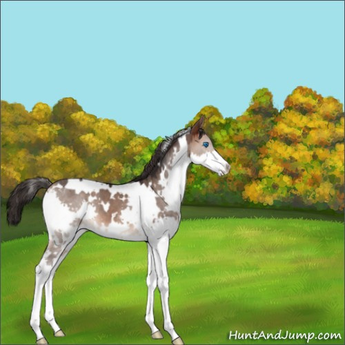 Horse Color:White Spotted Brown Dun Splash 