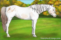 Horse Color:Sable Champagne Sabino Tobiano Appaloosa and Sable Champagne Sabino Tobiano Appaloosa
