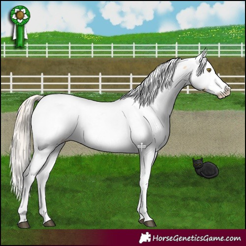 Horse Color:Palomino Dun Mushroom Appaloosa 