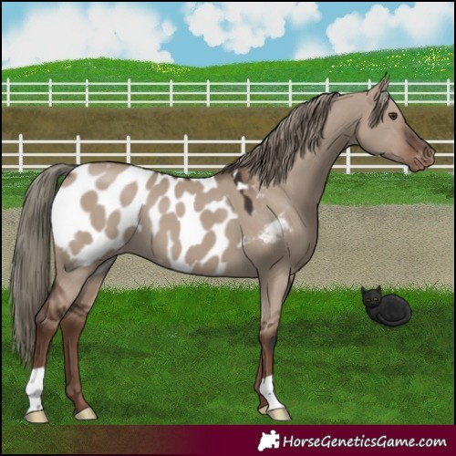 Horse Color:Liver Red Dun Mushroom Appaloosa 