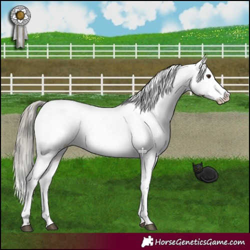 Horse Color:Liver Red Dun Mushroom Appaloosa 