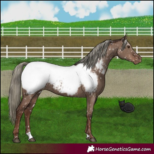 Horse Color:Liver Red Dun Mushroom Appaloosa 