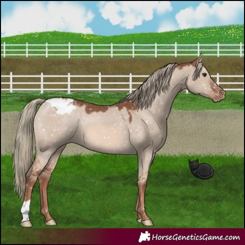 Horse Color:Red Dun Mushroom Appaloosa 