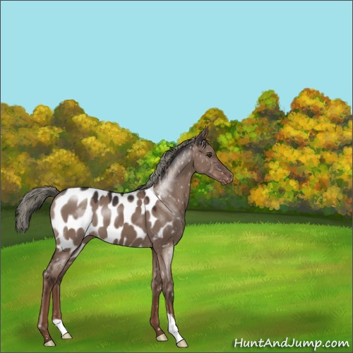 Horse Color:Liver Red Dun Mushroom Appaloosa 