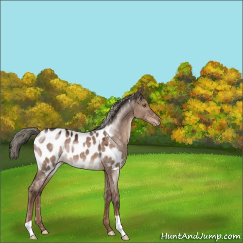 Horse Color:Liver Red Dun Mushroom Appaloosa 