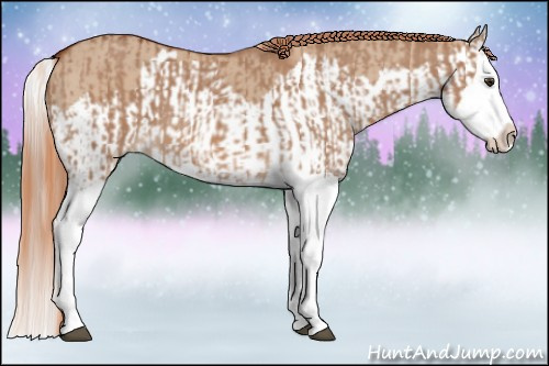 Horse Color:Red Dun Splash  and Red Dun Splash 