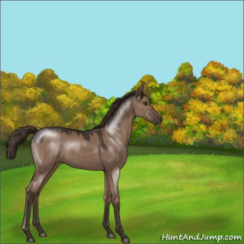 Horse Color:Liver Red Dun 
