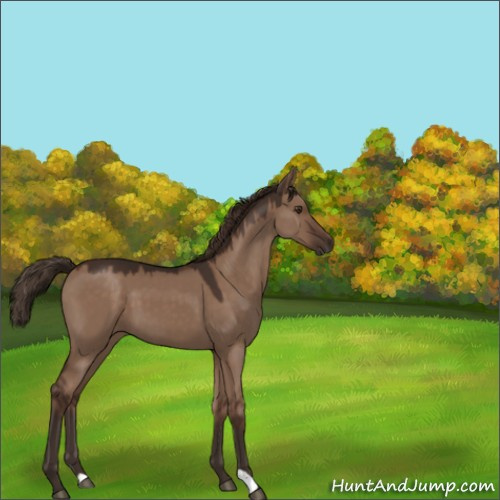 Horse Color:Liver Red Dun 