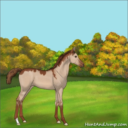 Horse Color:Red Dun 