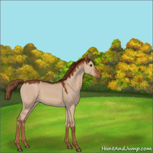 Horse Color:Red Dun 