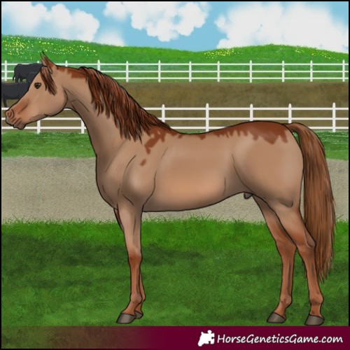 Horse Color:Red Dun 