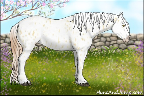 Horse Color:Palomino Appaloosa  and Chestnut Appaloosa 