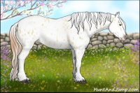 Horse Color:Palomino Appaloosa and Chestnut Appaloosa