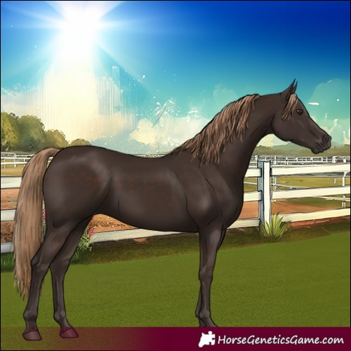 Horse Color:Liver Chestnut Rabicano 