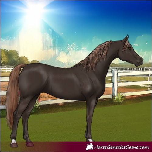 Horse Color:Liver Chestnut 