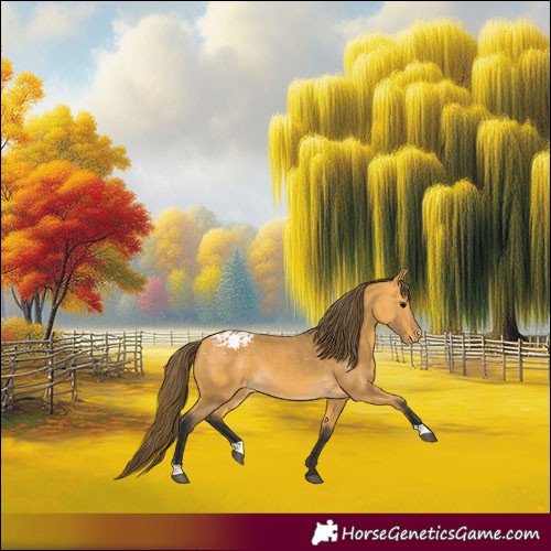 Horse Color:Buckskin Blanket 