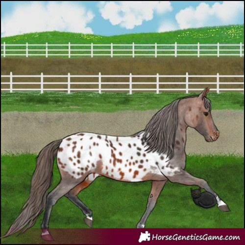 Horse Color:Bay Appaloosa 