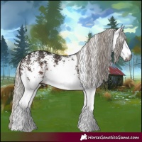 Horse Color:Gray White Spotted Silver Brown Rabicano 