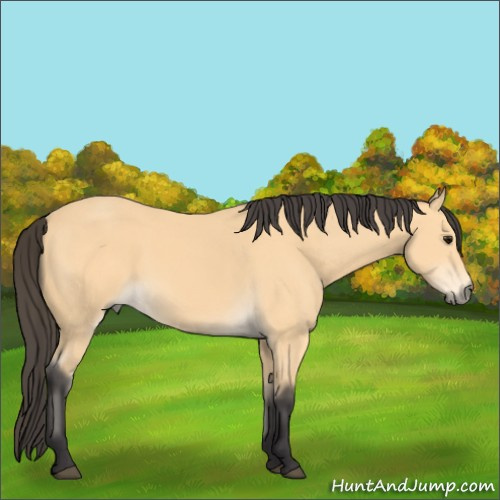 Horse Color:Buckskin 