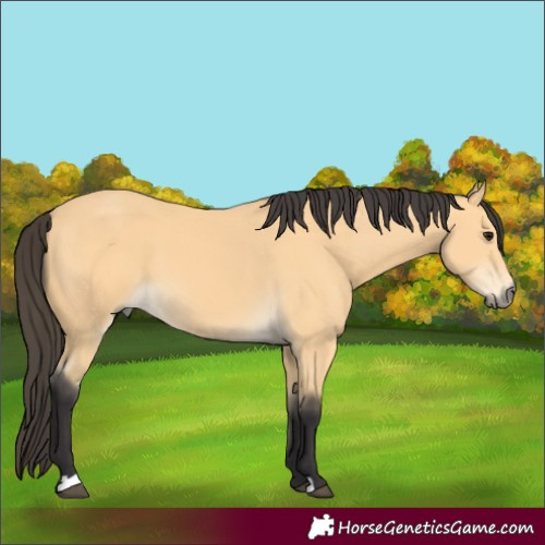 Horse Color:Buckskin 